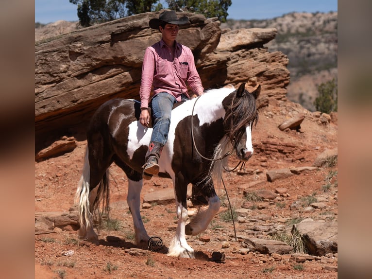 Tinkerhäst Valack 5 år 142 cm Svart in Canyon
