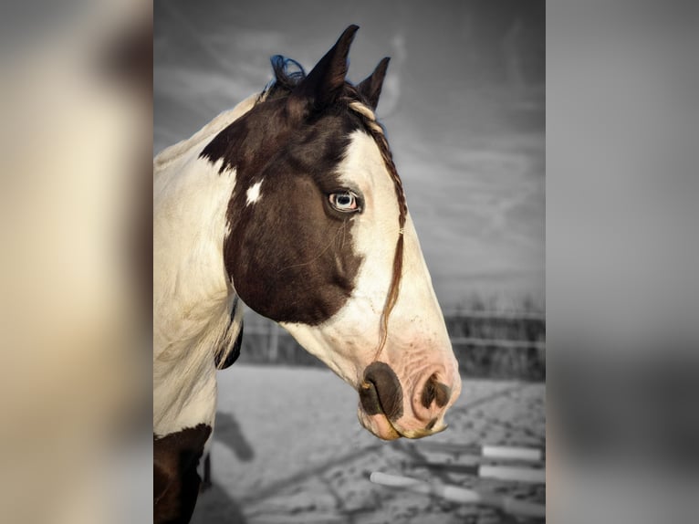 Tinkerhäst Valack 5 år 145 cm Pinto in Vlijmen