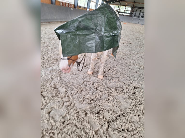 Tinkerhäst Valack 5 år 145 cm Pinto in Rolofshagen