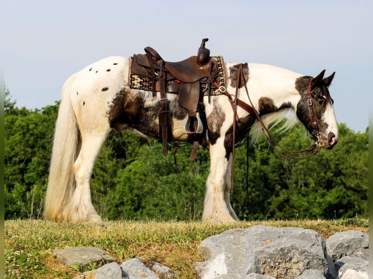 Tinkerhäst Valack 5 år 147 cm Pinto in Allenwood, PA