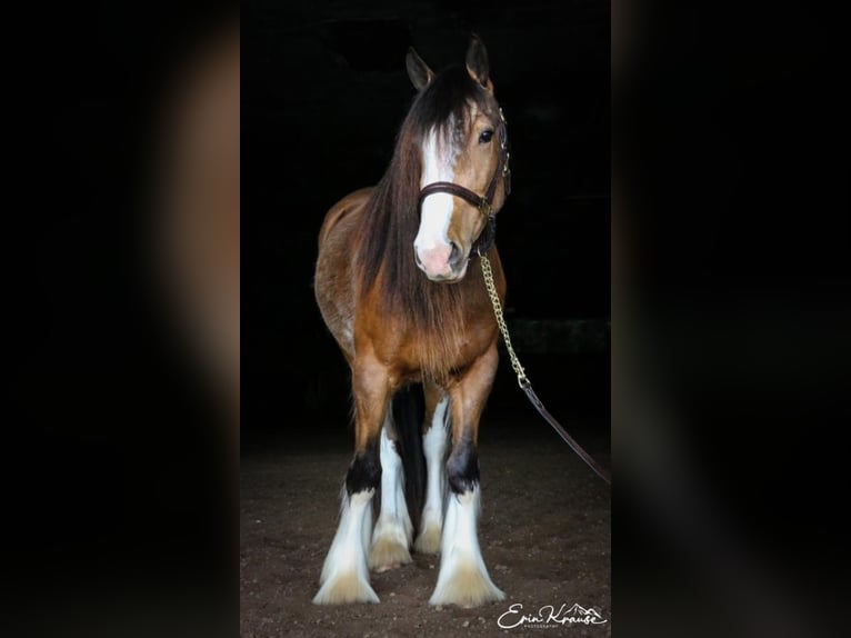 Tinkerhäst Valack 5 år 150 cm Gulbrun in Brownsville, MN