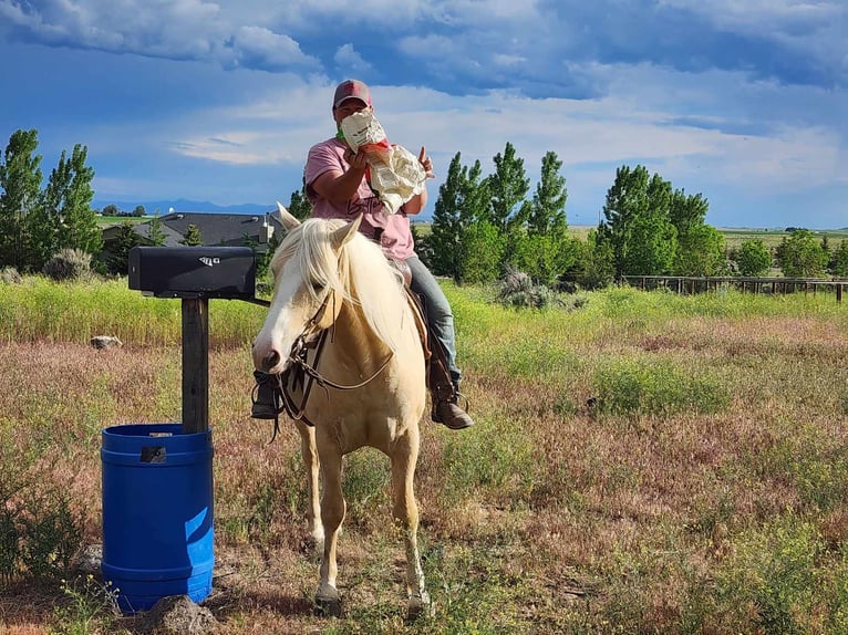 Tinkerhäst Blandning Valack 5 år 150 cm Palomino in Blackfoot, ID