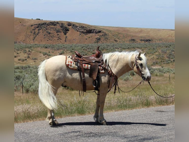 Tinkerhäst Blandning Valack 5 år 150 cm Palomino in Blackfoot, ID