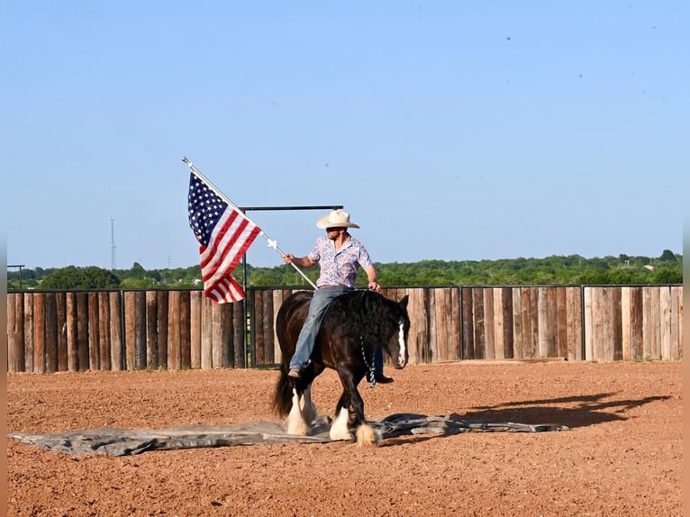 Tinkerhäst Valack 5 år 150 cm Svart in Canyon, TX