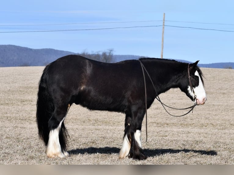 Tinkerhäst Valack 5 år 152 cm Svart in Rebersburg, PA