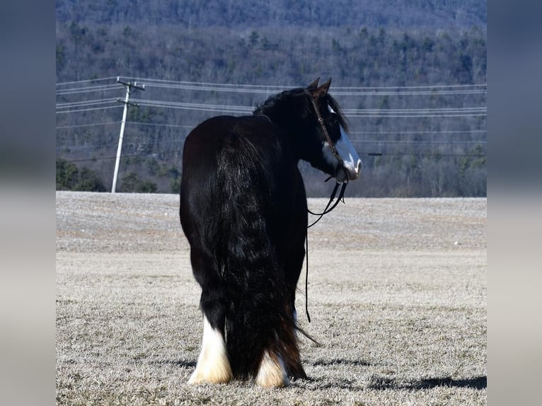 Tinkerhäst Valack 5 år 152 cm Svart in Rebersburg, PA