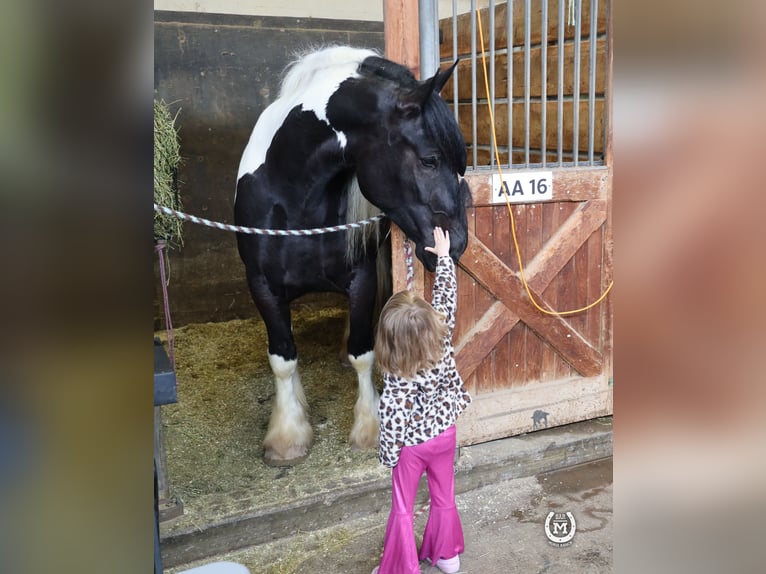 Tinkerhäst Blandning Valack 6 år 175 cm in Windom