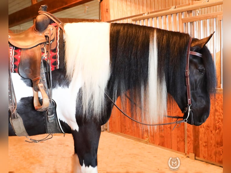 Tinkerhäst Blandning Valack 6 år 175 cm in Windom