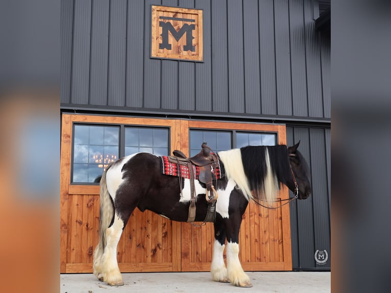 Tinkerhäst Blandning Valack 6 år 175 cm in Windom