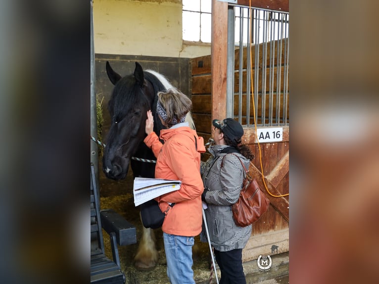 Tinkerhäst Blandning Valack 6 år 175 cm in Windom