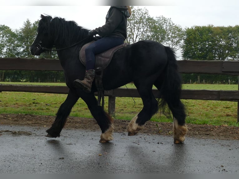 Tinkerhäst Valack 7 år 128 cm Svart in Lathen