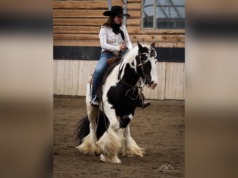 Tinkerhäst Valack 7 år 140 cm Tobiano-skäck-alla-färger in Kamloops, BC