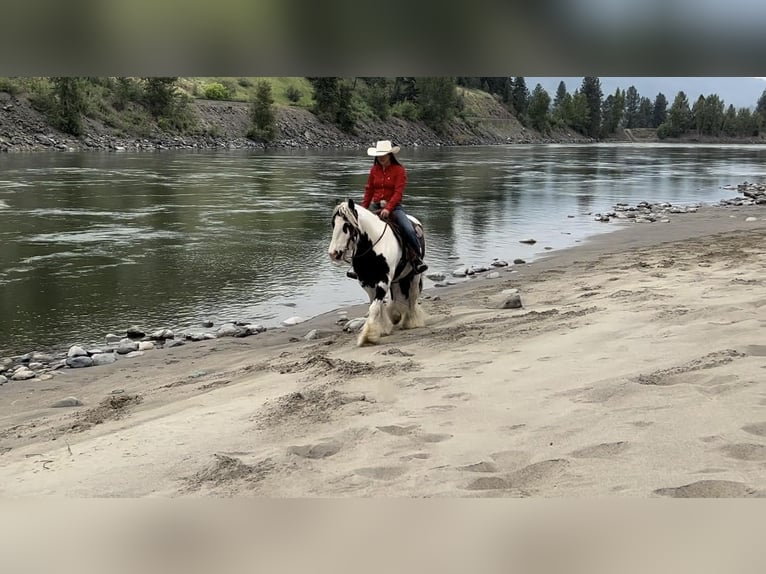 Tinkerhäst Valack 7 år 140 cm Tobiano-skäck-alla-färger in Kamloops, BC