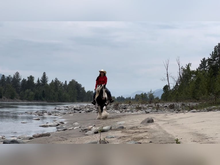 Tinkerhäst Valack 7 år 140 cm Tobiano-skäck-alla-färger in Kamloops, BC