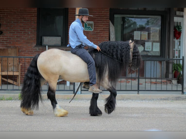 Tinkerhäst Valack 7 år 147 cm Gulbrun in Plano