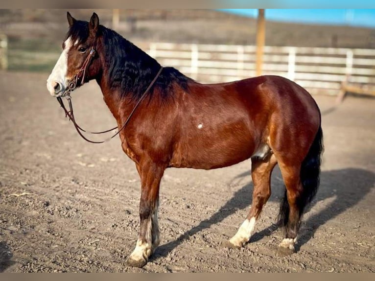 Tinkerhäst Blandning Valack 9 år 137 cm Brun in Comstock