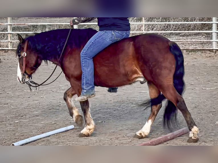 Tinkerhäst Blandning Valack 9 år 137 cm Brun in Comstock