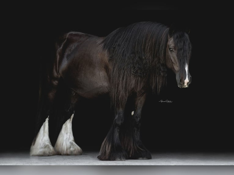 Tinkerhäst Valack 9 år 137 cm Svart in Brooksville Florida