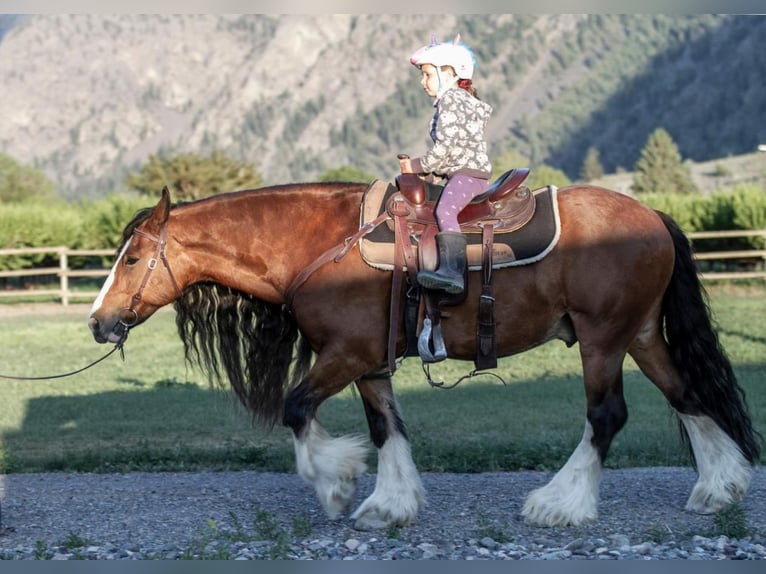 Tinkerhäst Valack 9 år Brun in Keremeos, BC