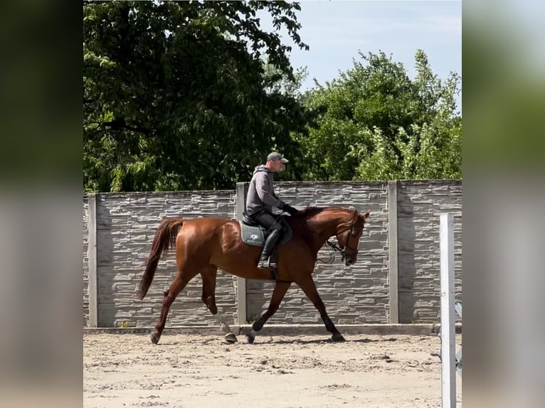 Tjeckiskt varmblod Sto 7 år 174 cm fux in Kromeriz