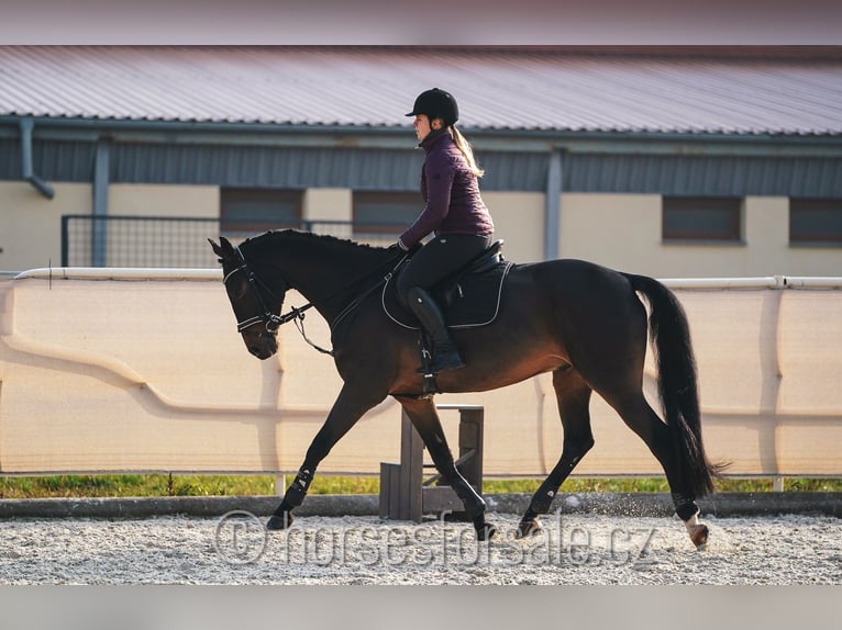 Tjeckiskt varmblod Valack 10 år 167 cm Brun in Roudnice nad Labem