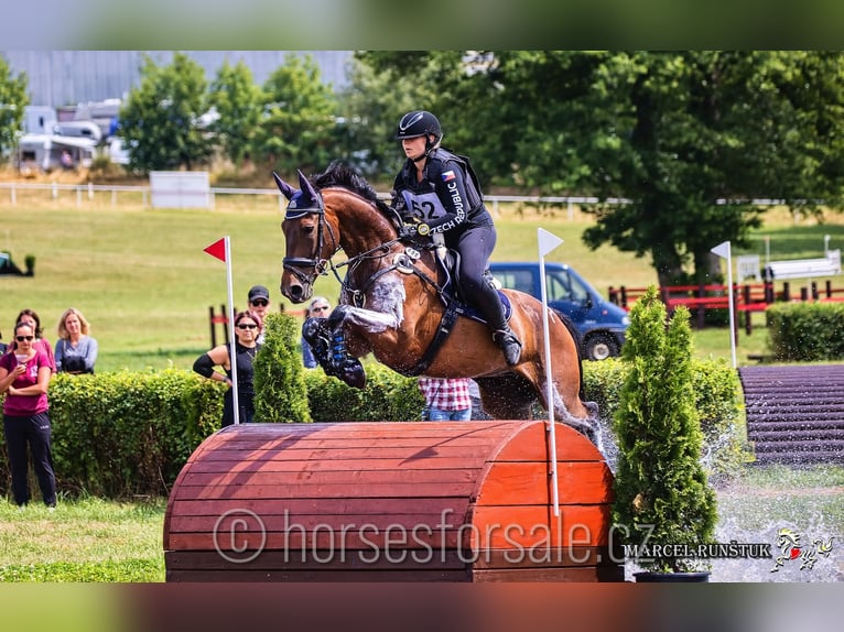 Tjeckiskt varmblod Valack 10 år 167 cm Brun in Roudnice nad Labem