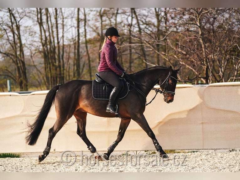 Tjeckiskt varmblod Valack 10 år 167 cm Brun in Roudnice nad Labem