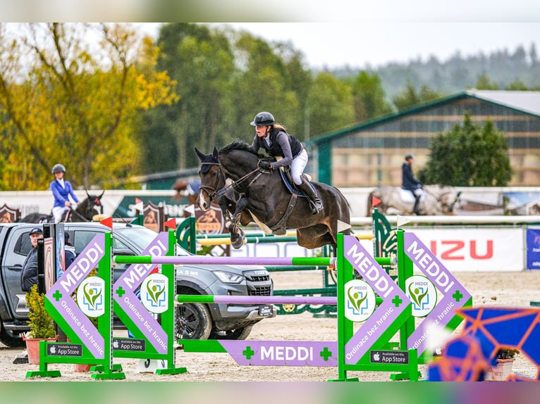 Tjeckiskt varmblod Valack 12 år 187 cm Brun in Czech