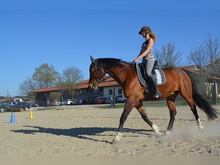 Tjeckiskt varmblod Valack 17 år 170 cm Brun in Eggstätt