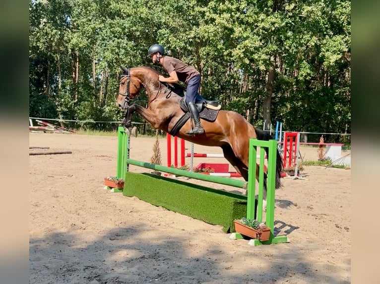 Tjeckiskt varmblod Valack 3 år 170 cm Brun in Mladá Boleslav