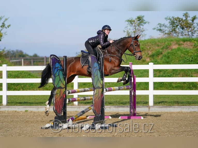 Tjeckiskt varmblod Valack 4 år 164 cm Brun in Olomouc