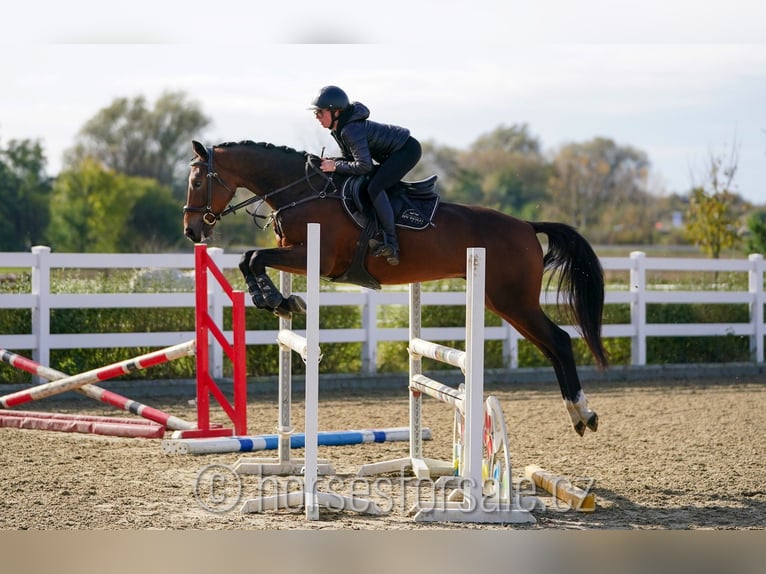 Tjeckiskt varmblod Valack 4 år 164 cm Brun in Olomouc