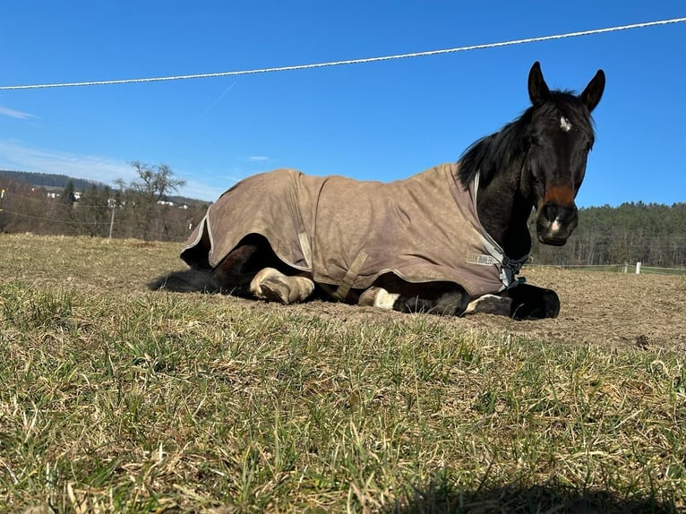 Tjeckiskt varmblod Valack 5 år 178 cm Rökfärgad svart in Hollabrunn