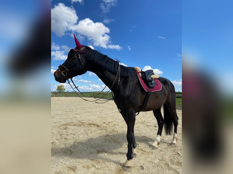 Tjeckiskt varmblod Valack 5 år 178 cm Rökfärgad svart in Hollabrunn