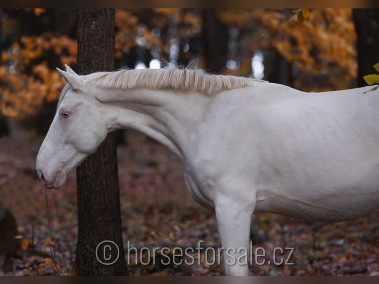 Tjeckiskt varmblod Valack 6 år 161 cm Cremello in Prag