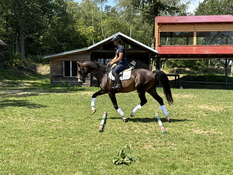 Tjeckiskt varmblod Valack 6 år 168 cm Brun in Rudna