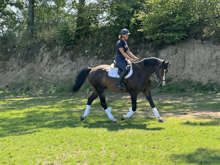 Tjeckiskt varmblod Valack 6 år 168 cm Brun in Rudna