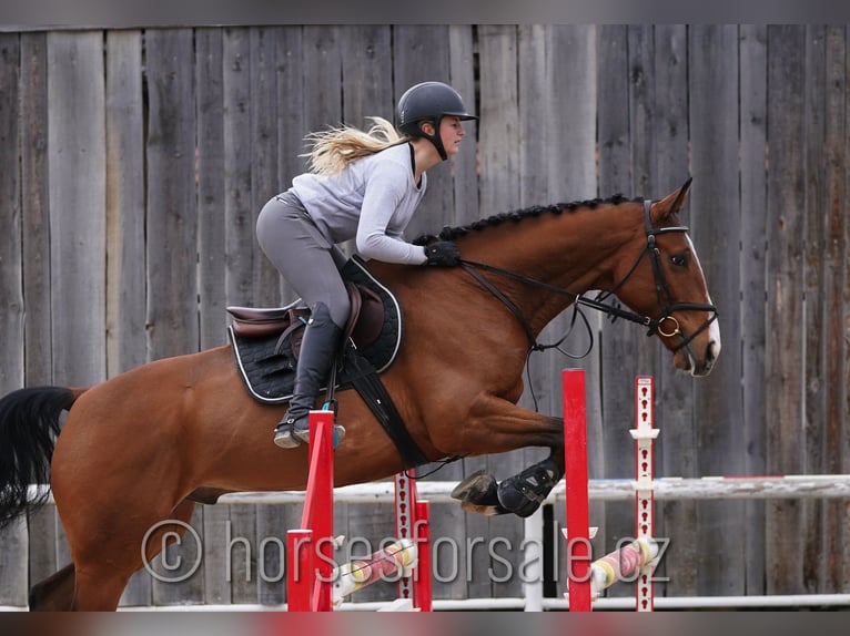 Tjeckiskt varmblod Valack 6 år 168 cm Brun in Prag