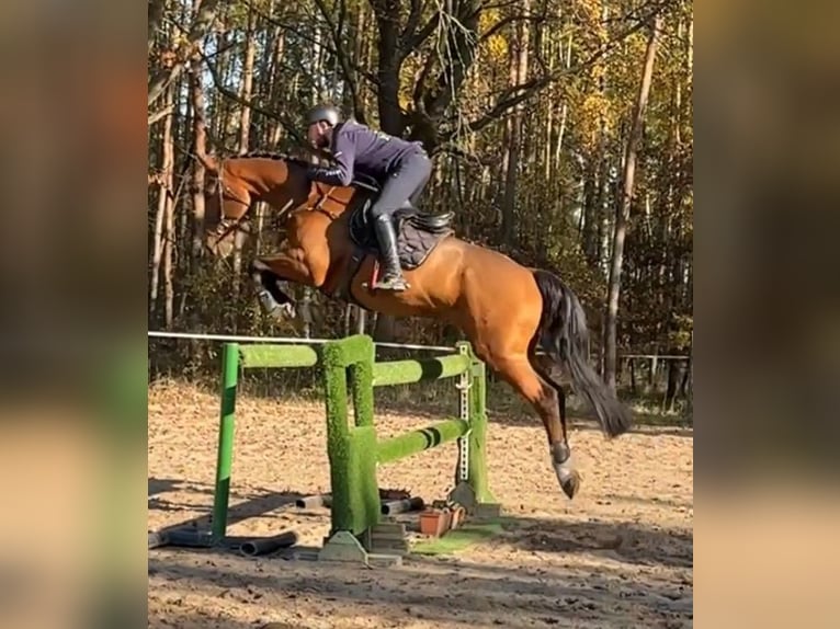 Tjeckiskt varmblod Valack 7 år 170 cm Brun in Mladá Boleslav