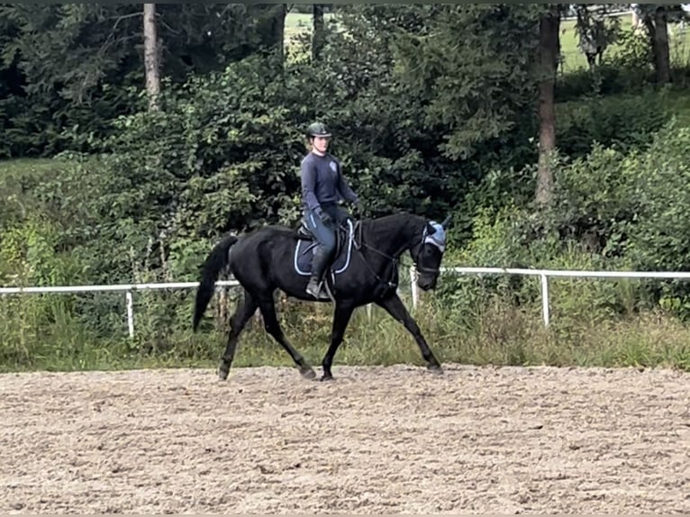 Tjeckiskt varmblod Valack 8 år 164 cm Svart in Pelmberg