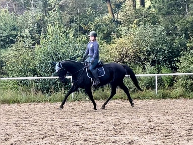 Tjeckiskt varmblod Valack 8 år 164 cm Svart in Pelmberg