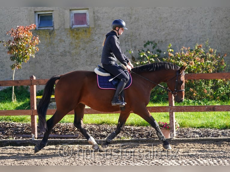 Tjeckiskt varmblod Valack 9 år 165 cm Brun in Region Prag