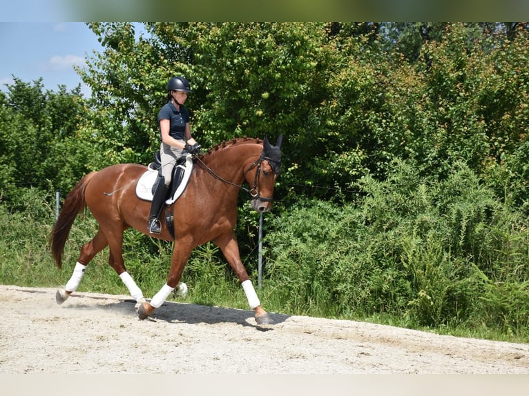 Tjeckiskt varmblod Valack 9 år 175 cm fux in Prag