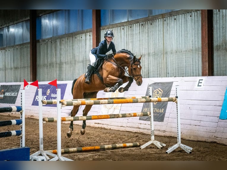 Tori Mestizo Caballo castrado 8 años 170 cm Castaño in Alliku