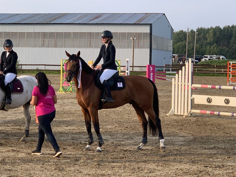 Tori Mestizo Caballo castrado 8 años 170 cm Castaño in Alliku