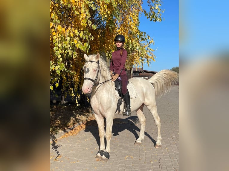 Tori Étalon 4 Ans 152 cm Cremello in &#1050;&#1080;&#1111;&#1074;