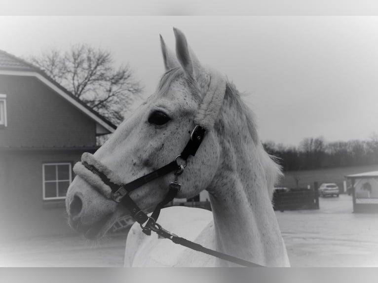 Tori Gelding 15 years 17 hh Gray in Bönebüttel