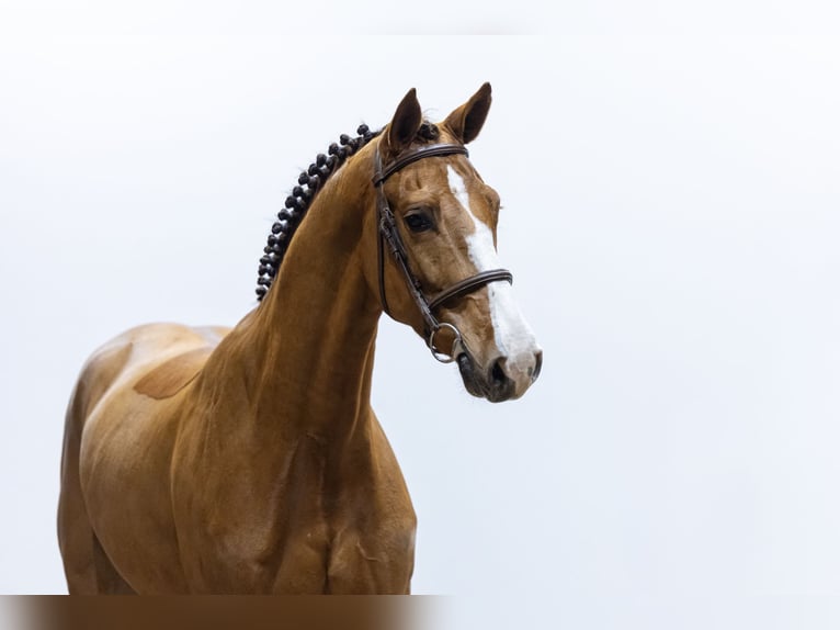 Tori Gelding 3 years 16 hh Chestnut in Waddinxveen