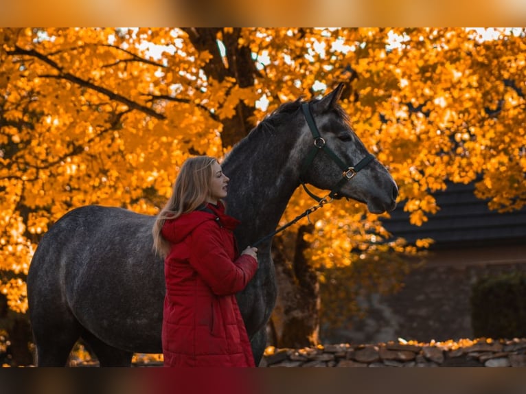Tori Giumenta 6 Anni 170 cm Grigio pezzato in Saaremaa