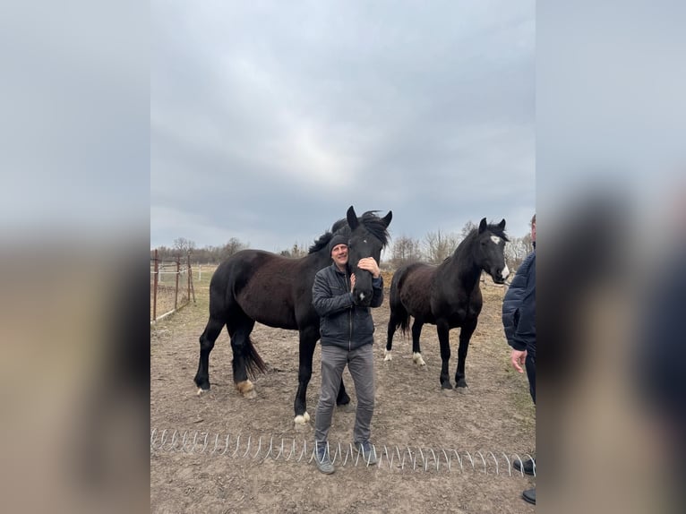 Tori Croisé Jument 4 Ans 160 cm Noir in Zhytomyr